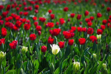 White tulip in the foreground with red tulips in the background