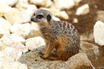 Erdmännchen, Meerkat
