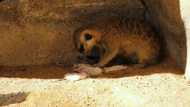 Meerkat eating a mouse