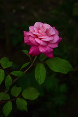 Pink Rose