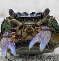 Close up detail Crab face with mouth and eyes on beach