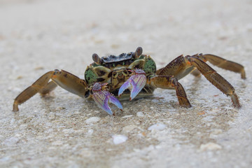 Close up crab on wet beach with purple claws and protruding eyes