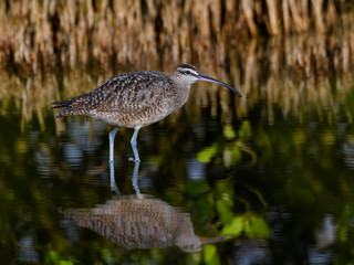 Whimbrel  Foraging on the Pond