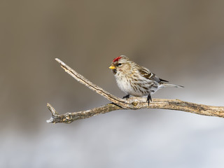 Common Redpoll in Winter