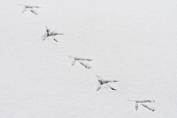 Footprints of a bird in the snow on a frozen lake