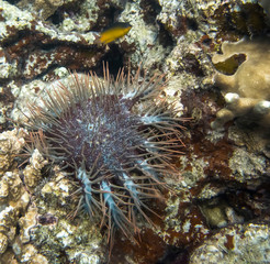 Crown of Thorn Sea Urchin with Blue Spines on Coral Reef