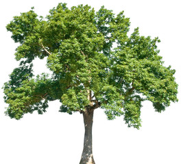Fraxinus excelsior - Gemeine Esche