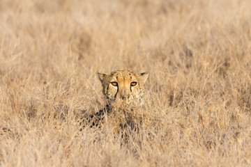 African cheetah with big golden eyes keeping watch through grass.