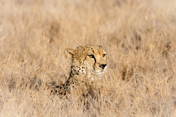African cheetah keeping watch through tall yellow grass.