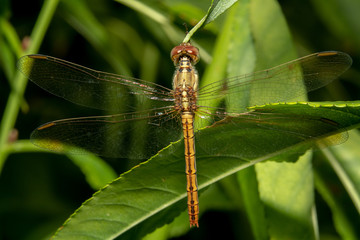 Wandering glider the globe skimmer globe-wanderer scientific-name Pantala flavescens hanging on a green plant full body shot top down view with full wings visible