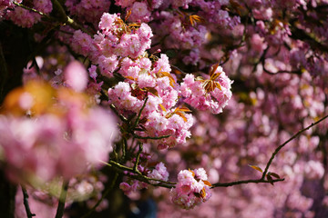 fleurs de sakura au printemps