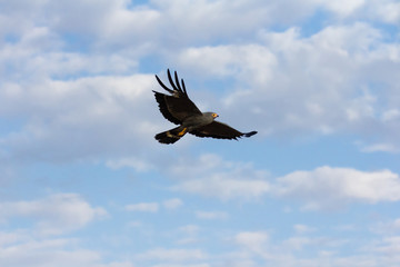 Harrier-hawk in flight against blue sky and clouds.
