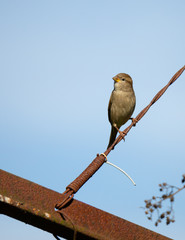 Passer domesticus 