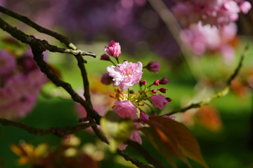 fleurs de sakura au printemps