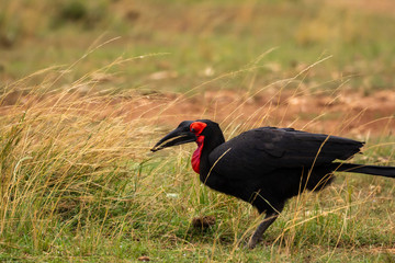 Southern ground hornbill catching insects.