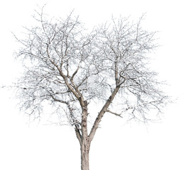 Prunus avium - Kirsche, Kirschbaum, Süsskirsche, Sauerkirsche, Vogelkirsche