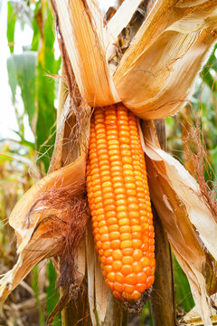 Ripe corn cob on plant tree wait for harvest in corn field agriculture