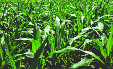 Corn field growing up plantation / green plant in the field farming corn crop area agriculture