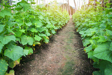 Fototapeta na wymiar Cucumber plant growing in farm field plantation vegetable cucumber organic agriculture in Asia