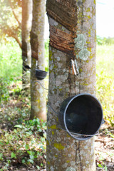 Rubber plantation with pot on tree wait for harvested raw latex from nature on rubber field