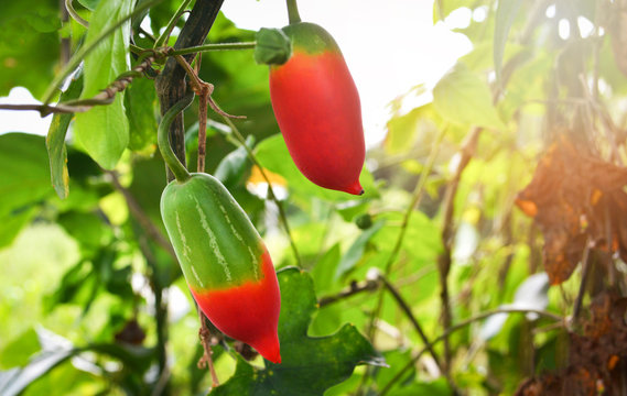 Fruit of lvy gourd plant on vine tree in the vegetable garden / Coccinia grandis