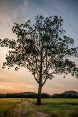 single tree in the field