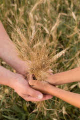 Naklejka premium wheat field. ripe wheat. ears. margin. nature. ears of wheat in his hands. the ears of corn. ears of wheat in the hands of father and child. father and son