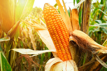 Ripe corn cob on tree wait for harvest in corn field agriculture - obrazy, fototapety, plakaty