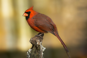 Northern cardinal (Cardinalis cardinalis).