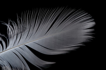 white bird feather on black background