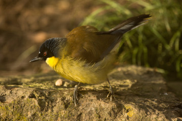 Blue-crowned laughingthrush Courtois's laughingbird (Garrulax courtoisi).
