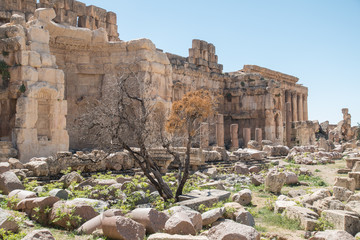 Fototapeta premium Ruins of Baalbek, Lebanon