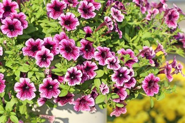 Obraz premium Petunia flowers for sale
