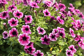 Petunia flowers for sale