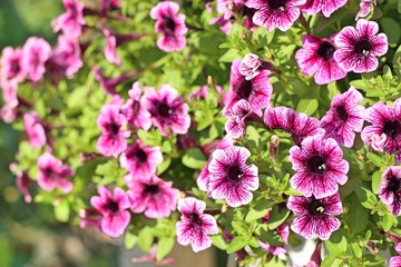 Fototapeta premium Petunia flowers for sale