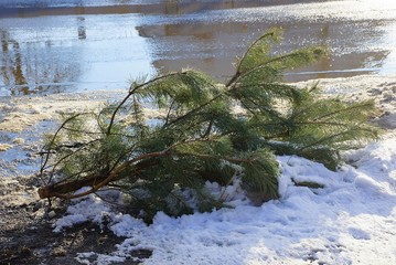 trash from green cut pine tree lies on the snow by the asphalt road