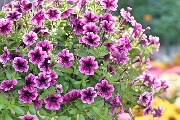 Obraz premium Petunia flowers for sale