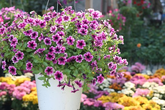 Petunia flowers for sale