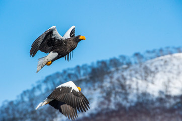Adult Steller's sea eagle in flight. Steller's sea eagle, Scientific name: Haliaeetus pelagicus.