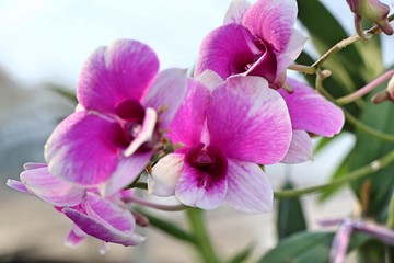 Naklejka na ściany i meble pink orchid flower in tropical