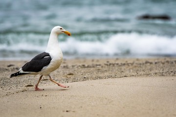 Fototapeta premium seagull on beach