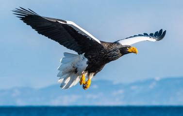 Adult Steller's sea eagle in flight. Steller's sea eagle, Scientific name: Haliaeetus pelagicus.