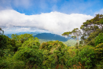 The forest on mountain top view with big tree and green plant wood growing on tropical jungle