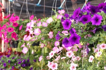 Obraz premium Petunia flowers for sale