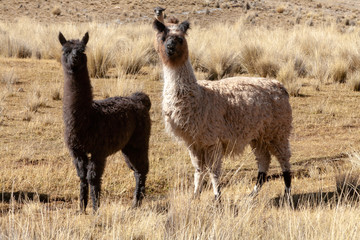 Llama in the wild in Bolivia highlands - altiplano - vicuna alpaca lama