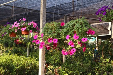Fototapeta na wymiar Petunia flowers for sale