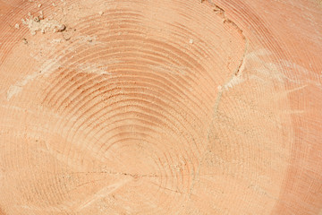 The texture of the end of the tree. Saw cut wood close up. Rough-wood on floors. Wood background.