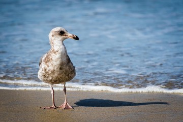 seagull on the beach