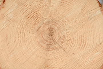 The texture of the end of the tree. Saw cut wood close up. Rough-wood on floors. Wood background.