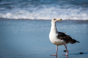 seagull on beach
